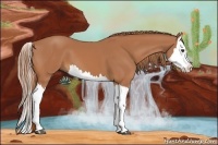 Horse Color:Chestnut Splash 