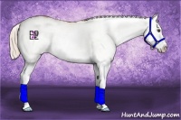Horse Color:White Spotted Palomino Splash 