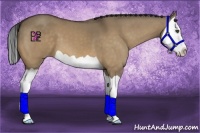 Horse Color:Buckskin Dun Splash
