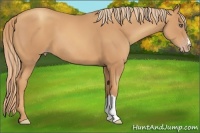 Horse Color:Gold Champagne 