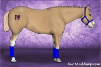 Horse Color:Palomino Sabino Frame 