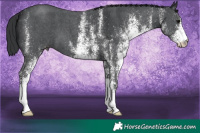 Horse Color:White Spotted Black
