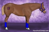 Horse Color:Chestnut Sabino