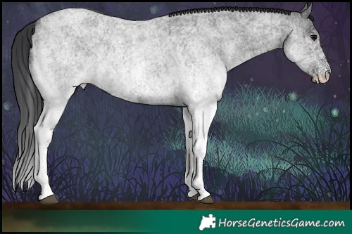 Horse Color:White Spotted Blue Roan Rabicano  Brindle