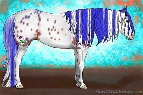 Horse Color:Watercolor White Spotted Bay Splash Appaloosa 