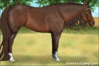 Horse Color:Liver Chestnut