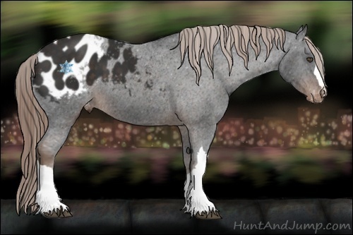 Horse Color:Liver Chestnut Appaloosa 