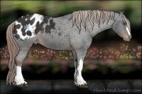 Horse Color:Liver Chestnut Appaloosa