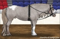 Horse Color:Liver Chestnut Varnish