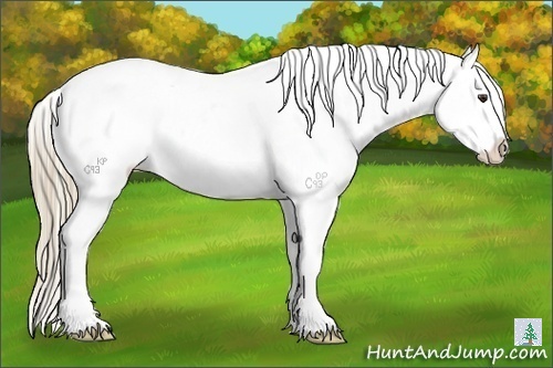 Horse Color:Liver Chestnut Appaloosa 