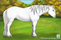 Horse Color:Liver Chestnut Appaloosa 