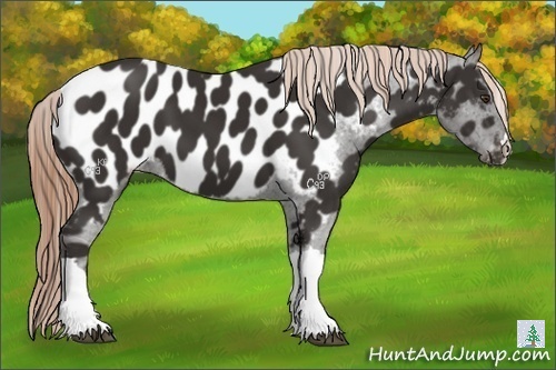 Horse Color:Liver Chestnut Appaloosa