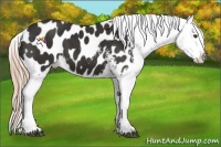 Horse Color:Liver Chestnut Near Leopard 