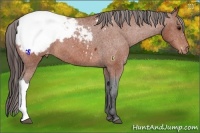 Horse Color:Bay Snowcap 
