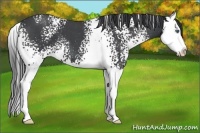 Horse Color:White Spotted Blue Roan Splash