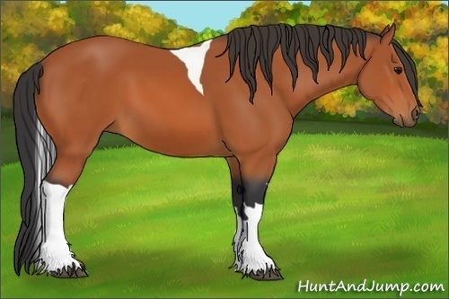 Horse Color:Bay Tobiano 