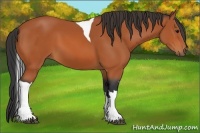 Horse Color:Bay Tobiano 