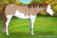 Horse Color:Red Dun Roan Splash Rabicano