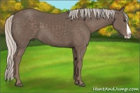 Horse Color:Silver Black Splash 