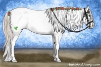 Horse Color:Palomino Appaloosa 