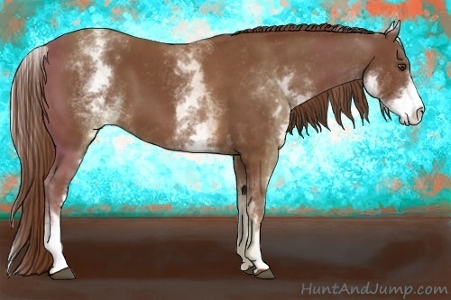 Horse Color:White Spotted Chestnut 