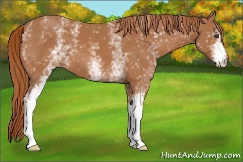 Horse Color:Unknown 