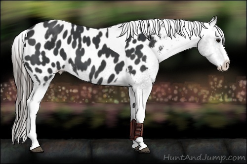 Horse Color:White Spotted Black Splash Tobiano Frame Appaloosa