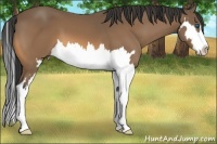 Horse Color:Buckskin Splash Frame 