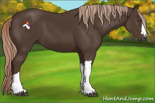 Horse Color:Liver Chestnut 