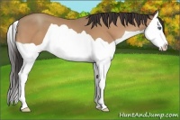 Horse Color:Amber Champagne Splash 