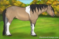 Horse Color:Buckskin Dun Tobiano 