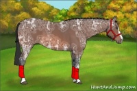 Horse Color:Bay Ice Sabino 