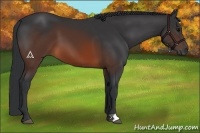 Horse Color:Brown 