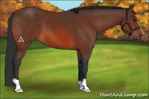 Horse Color:Bay 
