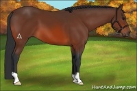 Horse Color:Bay 