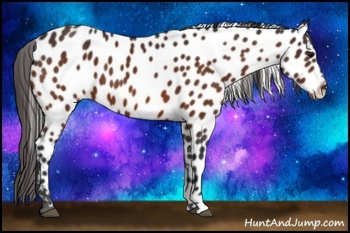 Horse Color:Bay Appaloosa 