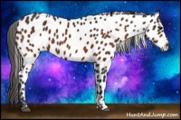 Horse Color:Bay Appaloosa 