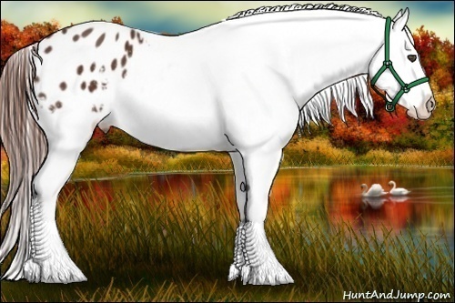 Horse Color:Bay Appaloosa 