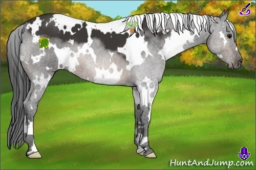 Horse Color:White Spotted Buckskin Frame 