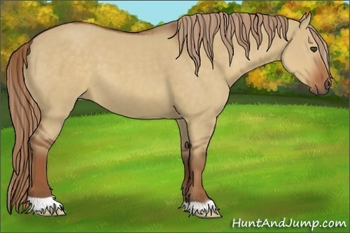 Horse Color:Red Dun