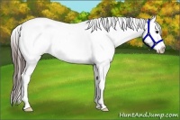 Horse Color:Brown Appaloosa