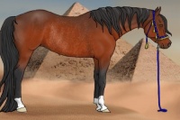 Horse Color:Brown Rabicano 