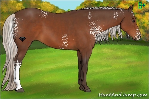 Horse Color:White Spotted Silver Brown Rabicano 