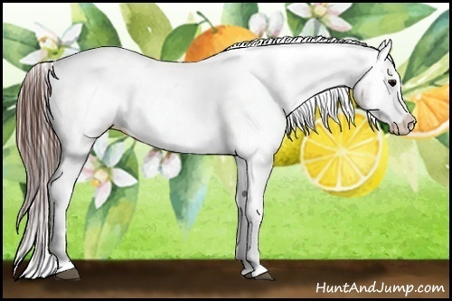 Horse Color:Brown Ice Varnish Rabicano 