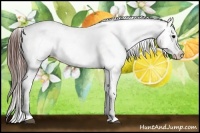 Horse Color:Brown Ice Varnish Rabicano 