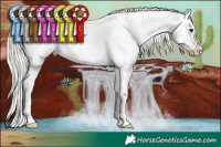 Horse Color:Silver Grullo Sabino Appaloosa