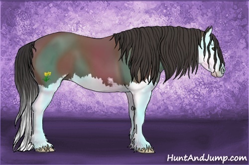 Horse Color:Buckskin Sabino Splash 