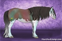 Horse Color:Buckskin Sabino Splash