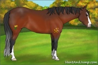Horse Color:Brown Sabino