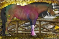 Horse Color:Bay Rabicano 